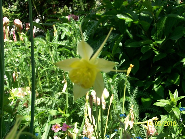 Pakujac – Aquilegia caerulea 